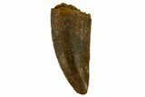 Raptor Tooth - Real Dinosaur Tooth #115865-1